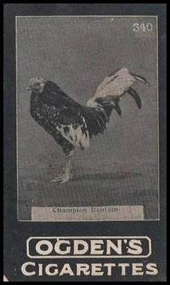 340 Champion Bantam